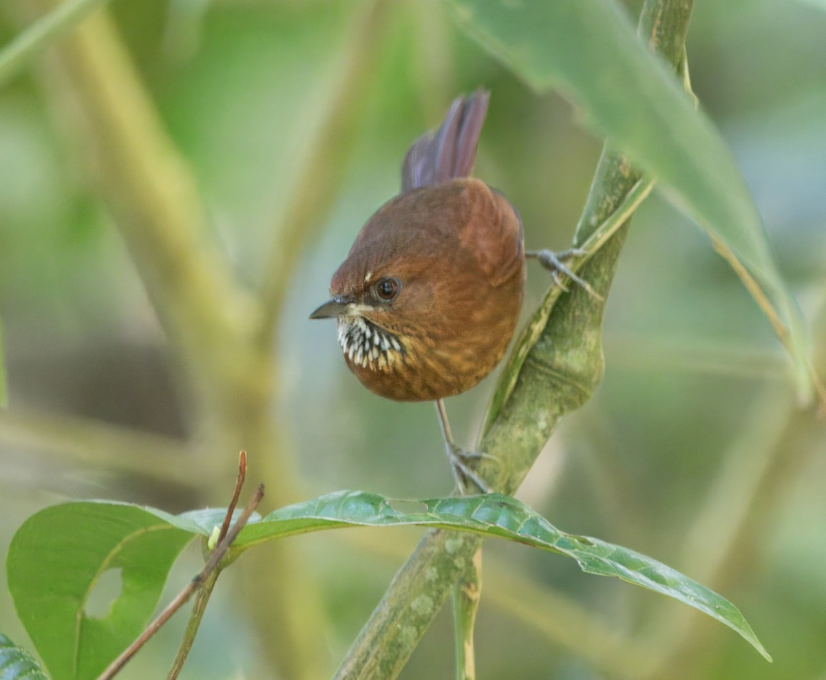 Stripe-breasted Spinetail - ML613072012