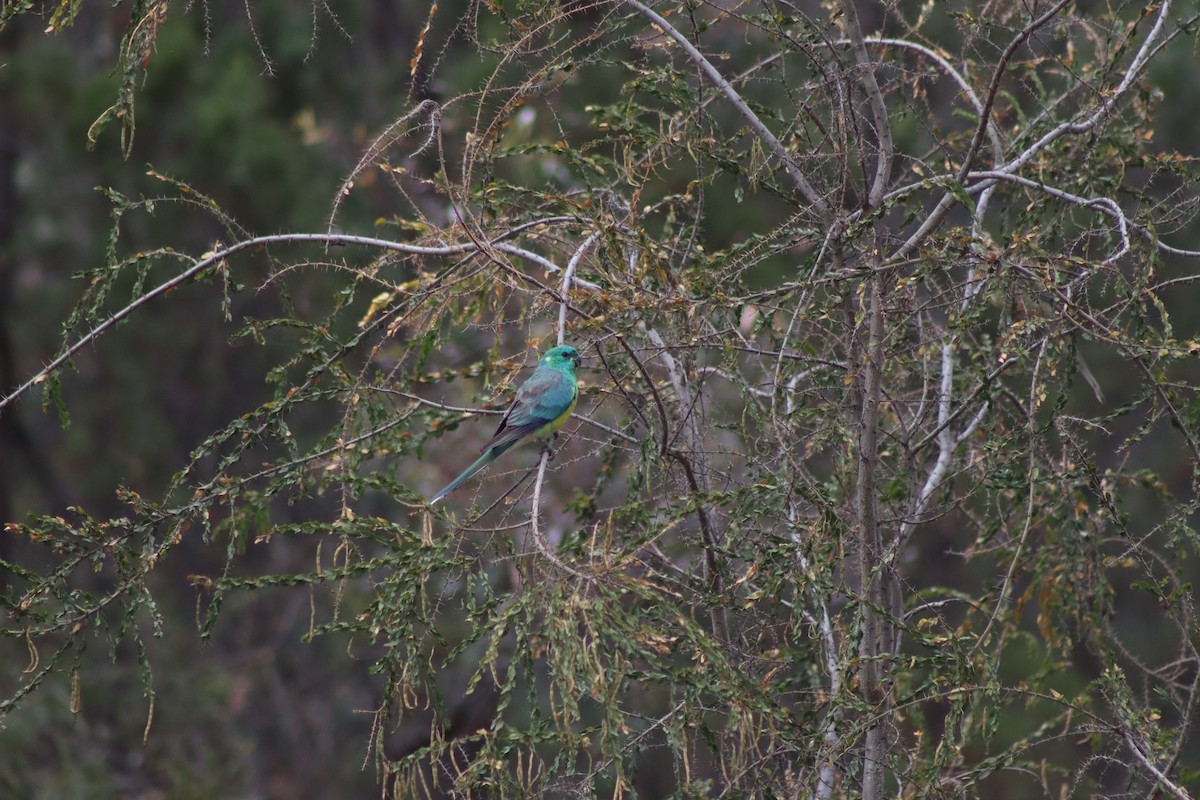 Red-rumped Parrot - ML613072285