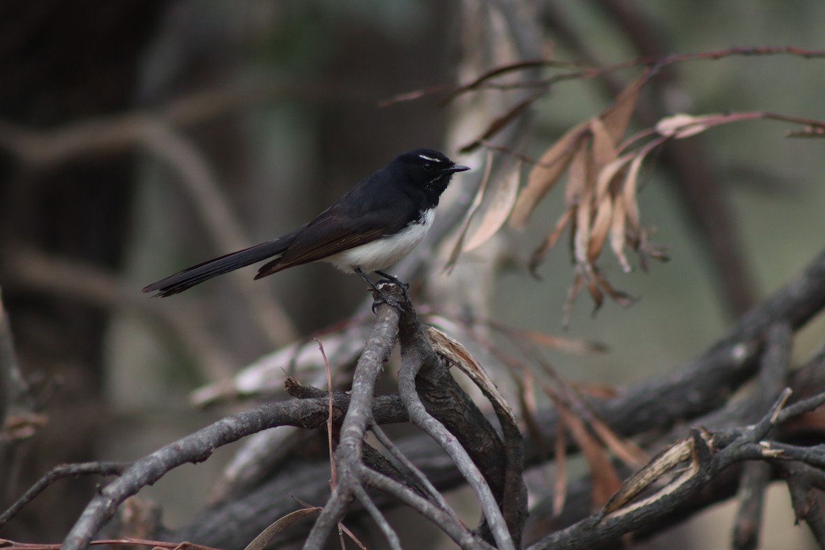Willie-wagtail - ML613072320