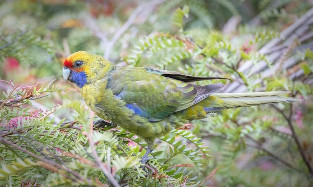 Green Rosella - eBird
