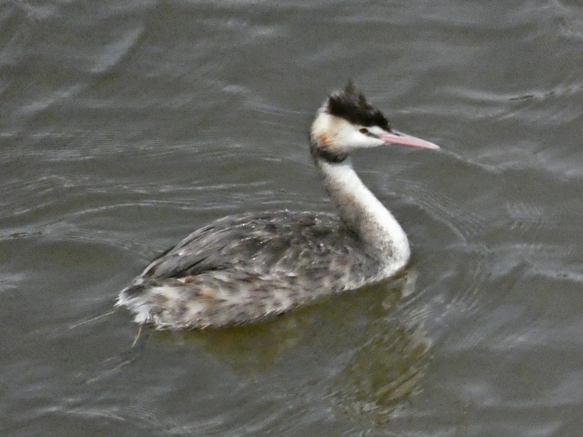 Great Crested Grebe - ML613072586