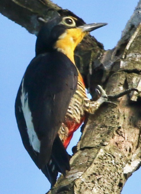 Yellow-fronted Woodpecker - Connie Lintz