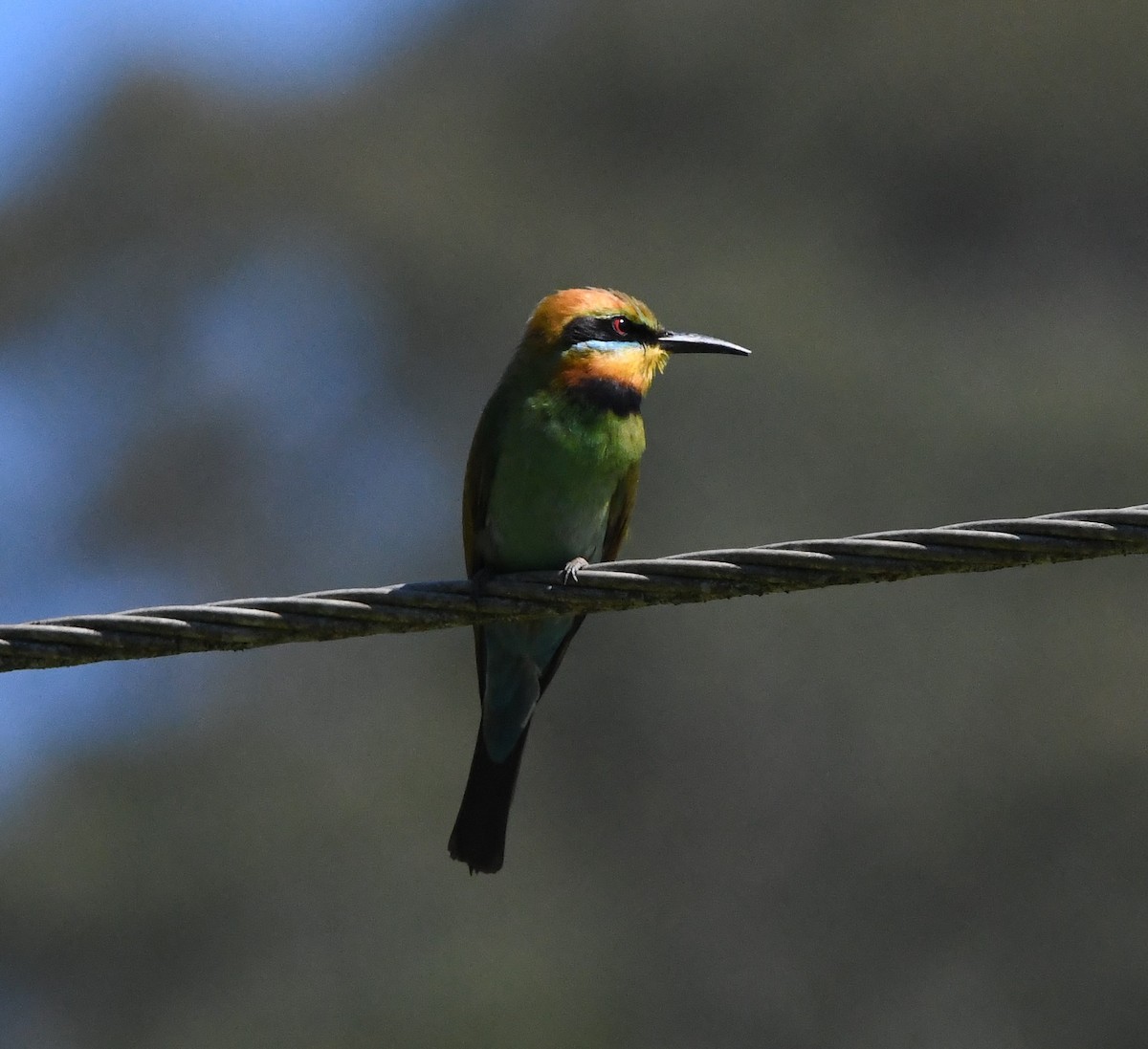 Rainbow Bee-eater - ML613072928