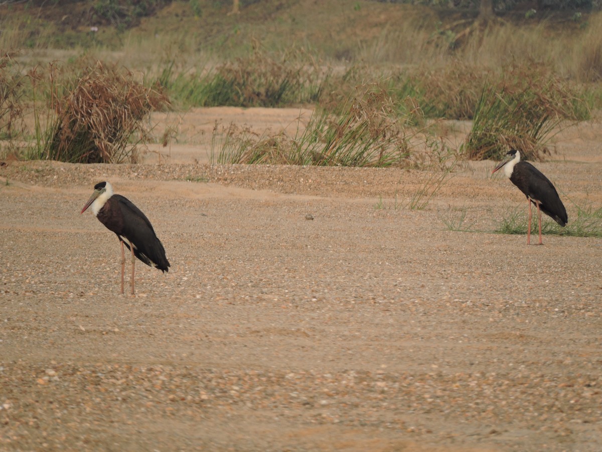 Asian Woolly-necked Stork - ML613072990