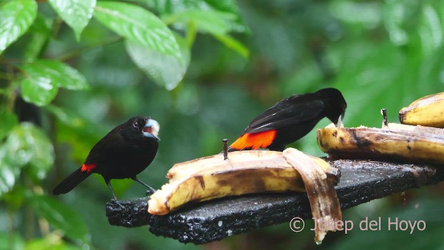 Scarlet-rumped Tanager - ML613073259