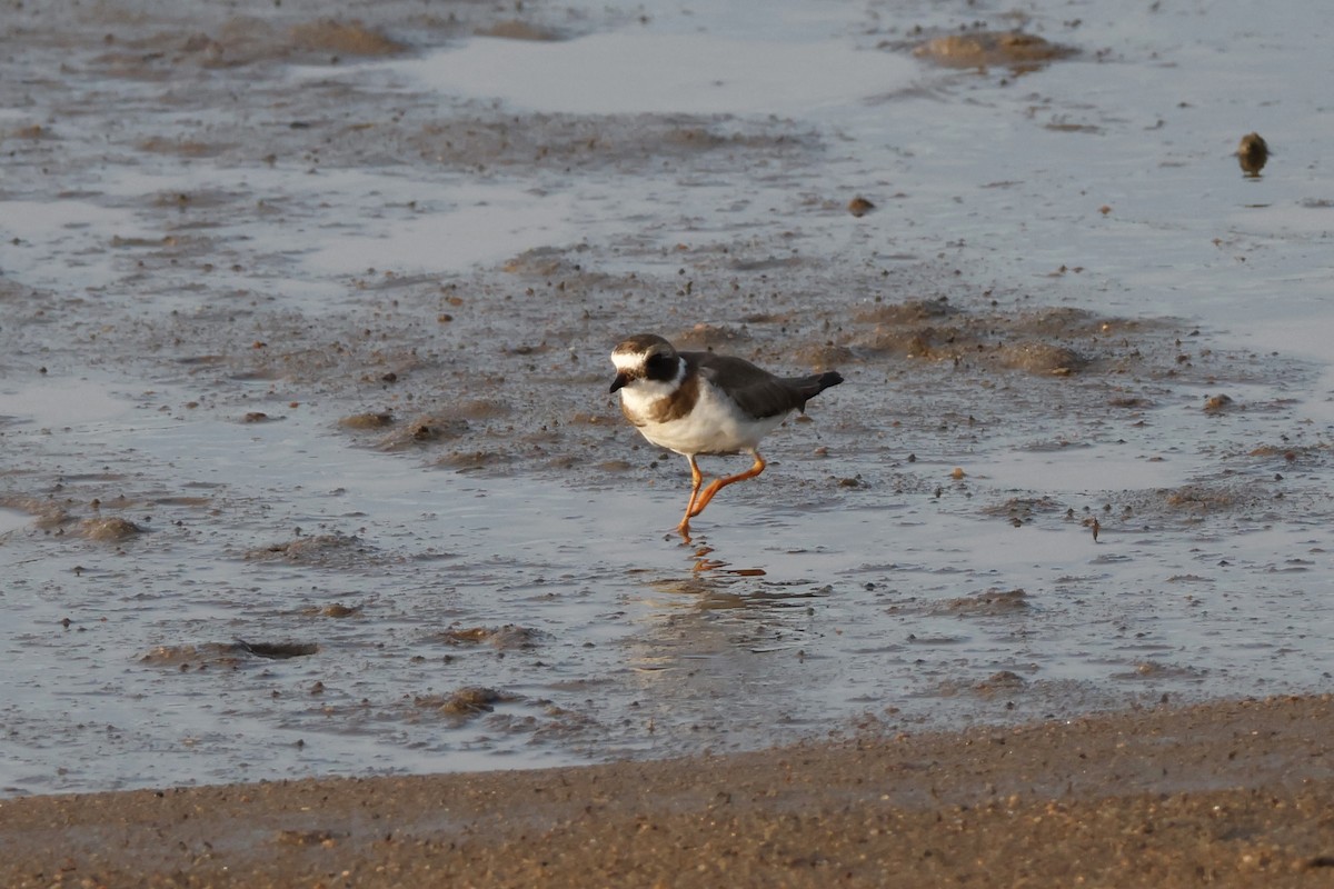 Semipalmated Plover - ML613073338