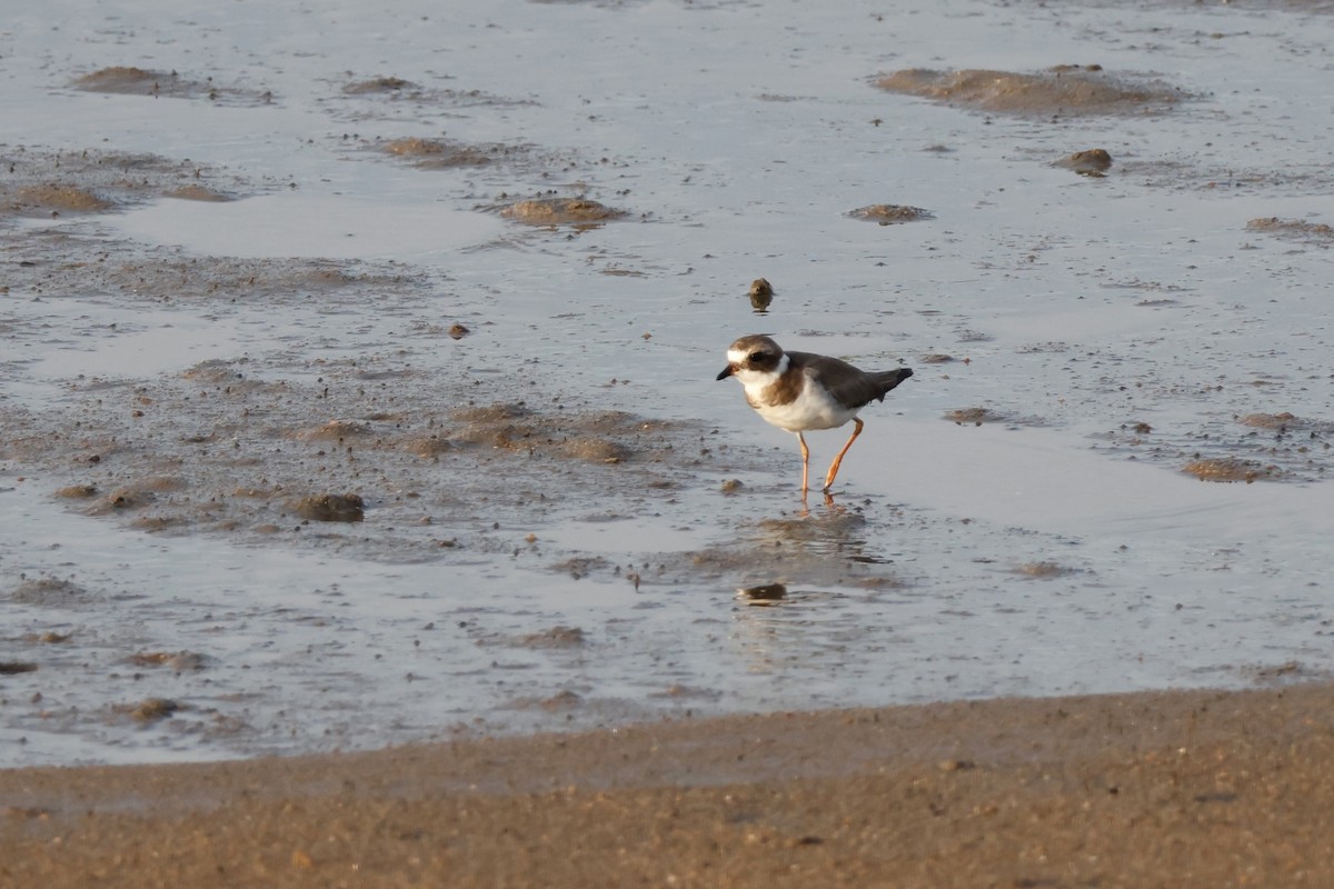 Semipalmated Plover - ML613073339