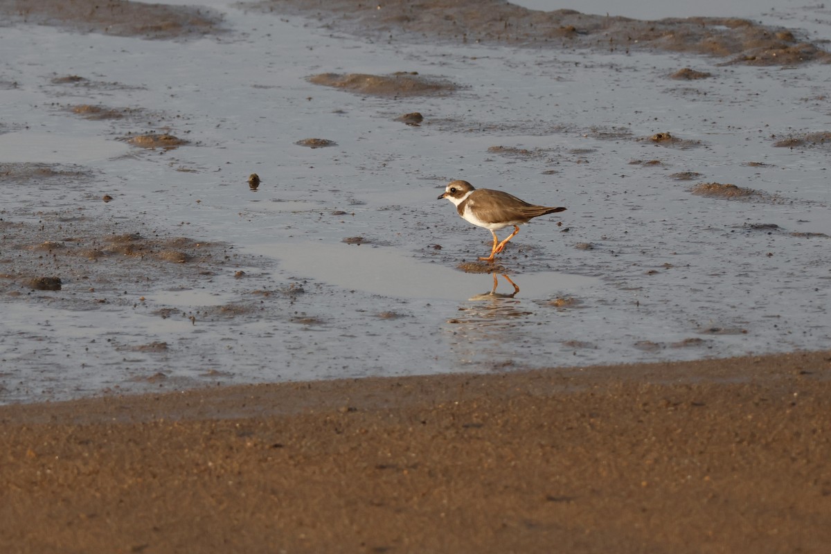 Semipalmated Plover - ML613073340