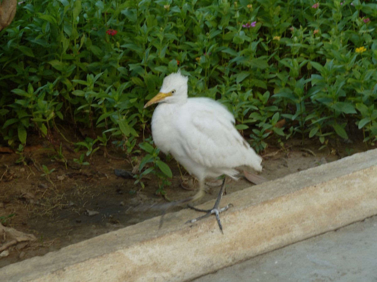 Чапля єгипетська (підвид ibis) - ML613073613