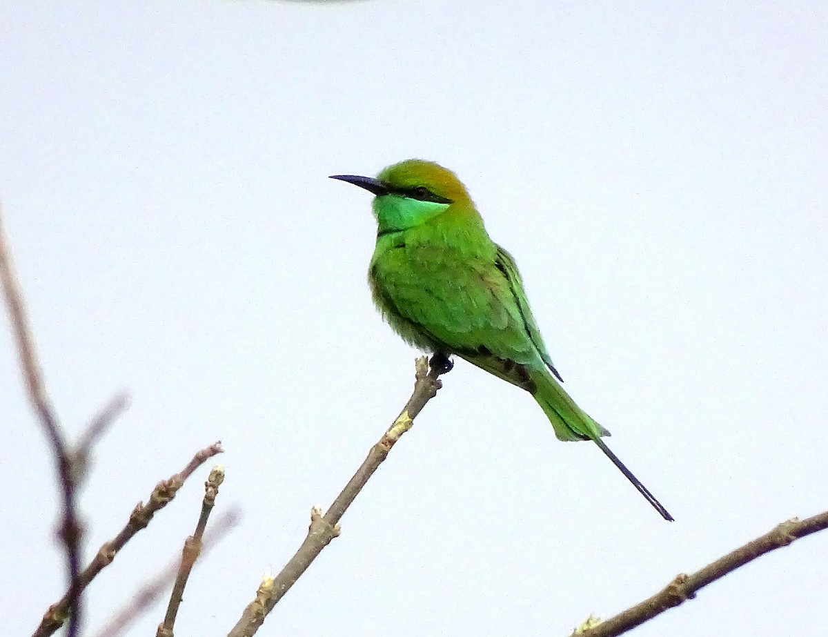 Asian Green Bee-eater - Ranjan Mitra