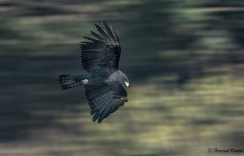 Black Eagle - Ictinaetus malaiensis - Media Search - Macaulay
