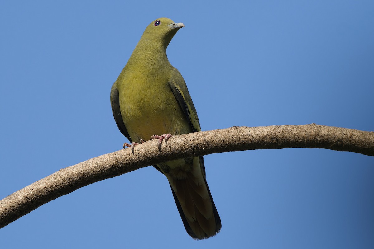 Pink-necked Green-Pigeon - Sam Hambly