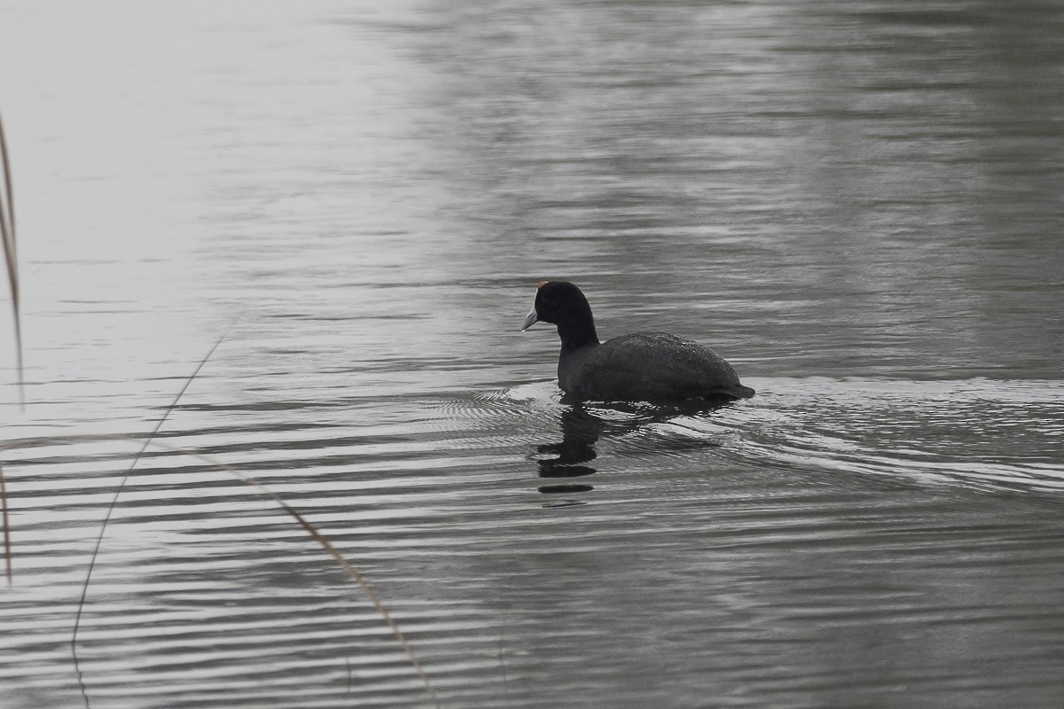 Red-knobbed Coot - Fernando Alonso