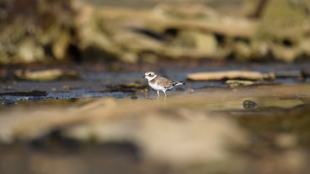 Semipalmated Plover - ML613074441