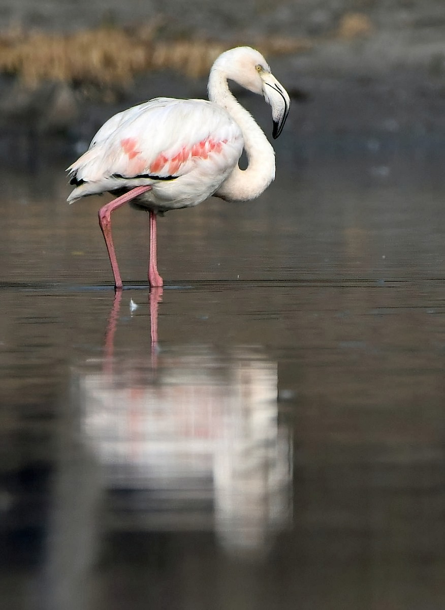 Greater Flamingo - ML613074936