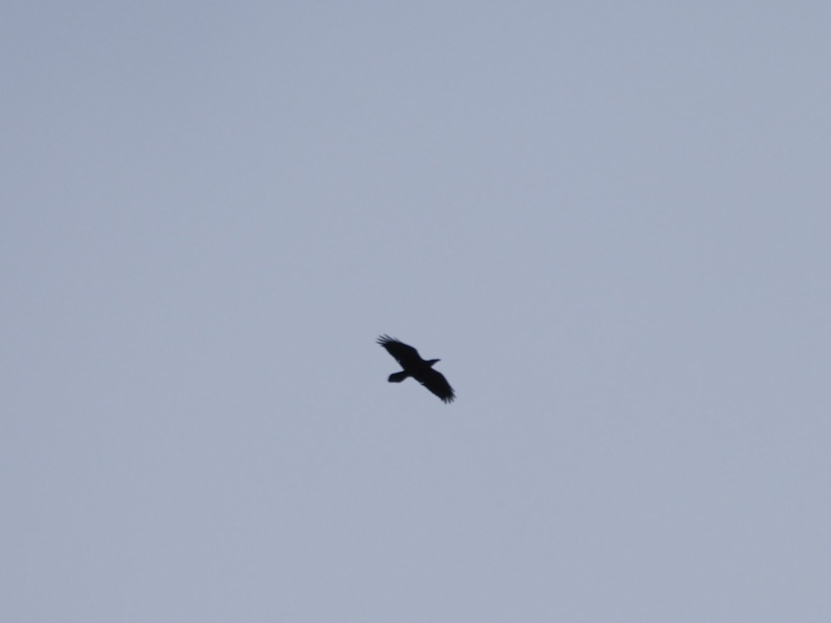 Common Raven - ML613075044