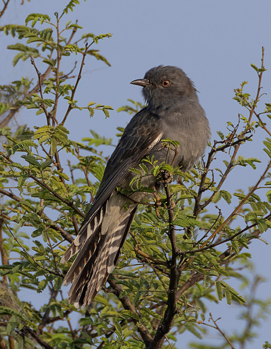 Gray-bellied Cuckoo - Rohit Tibrewal