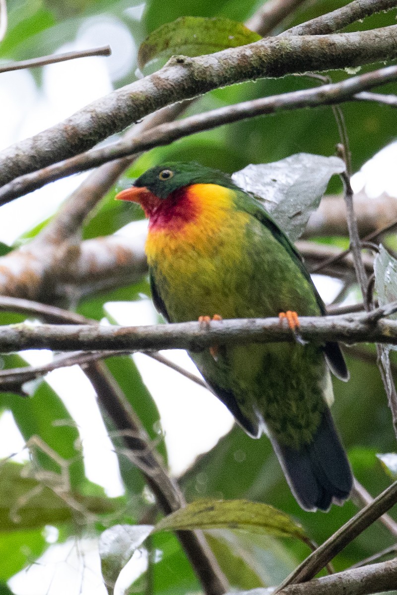 Scarlet-breasted Fruiteater (frontalis) - Danny Vargas - Manakin Expeditions