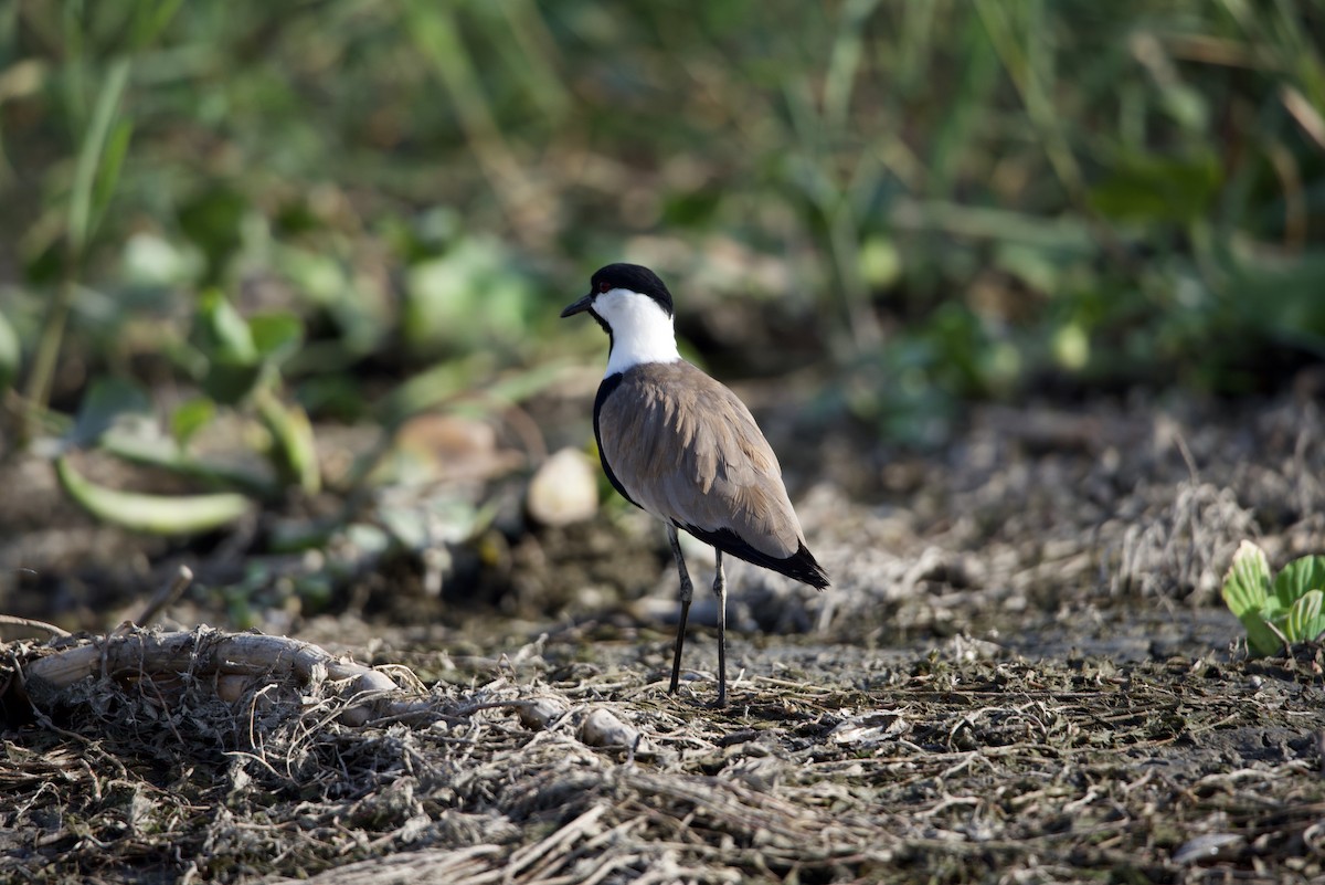 Spur-winged Lapwing - ML613075164