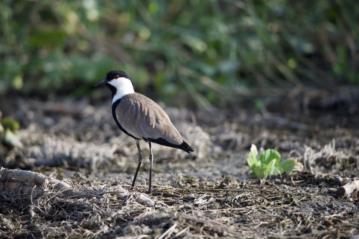 Spur-winged Lapwing - ML613075165