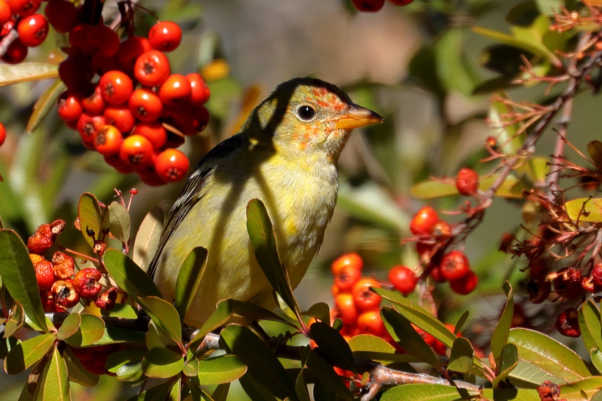 Western Tanager - ML613075463