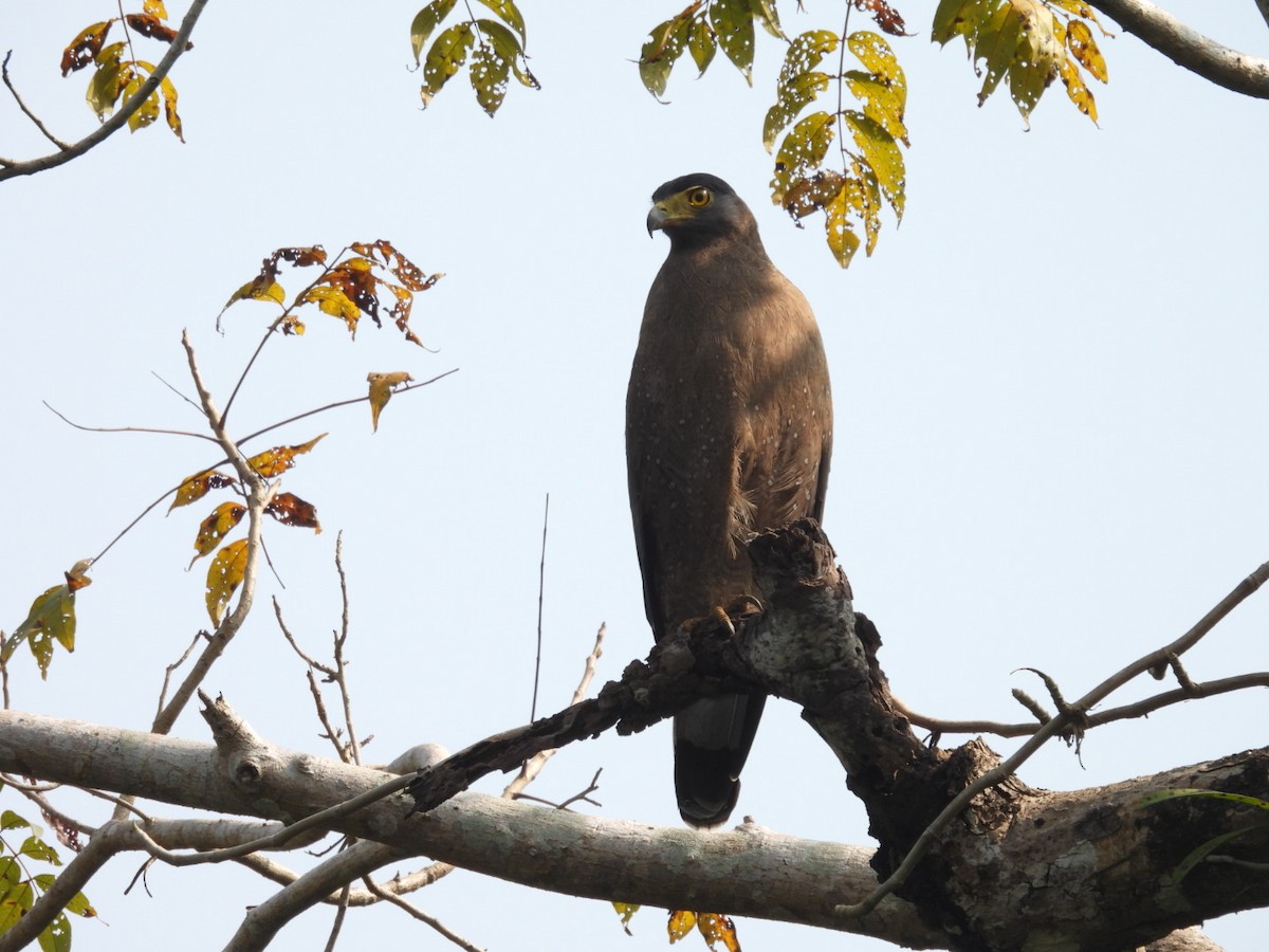 Crested Serpent-Eagle - ML613075509