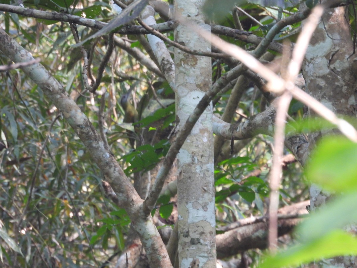 Gray-headed Woodpecker - ML613075619