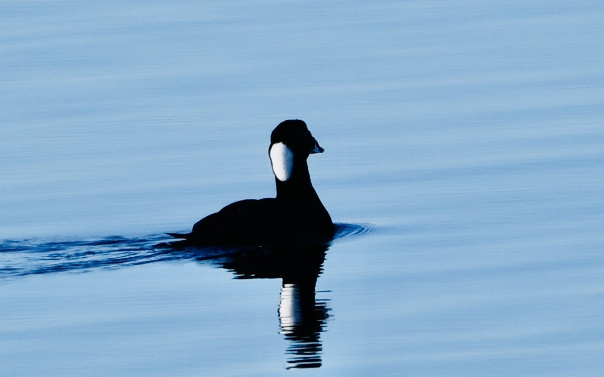 Surf Scoter - Anonymous User