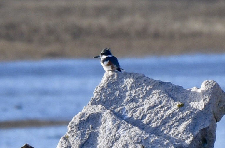 Belted Kingfisher - ML613075929