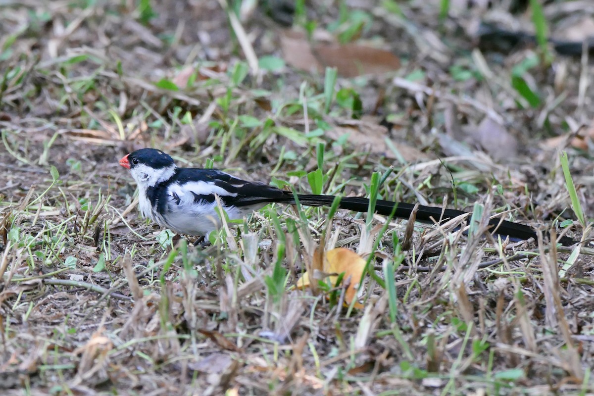 Pin-tailed Whydah - ML613076047