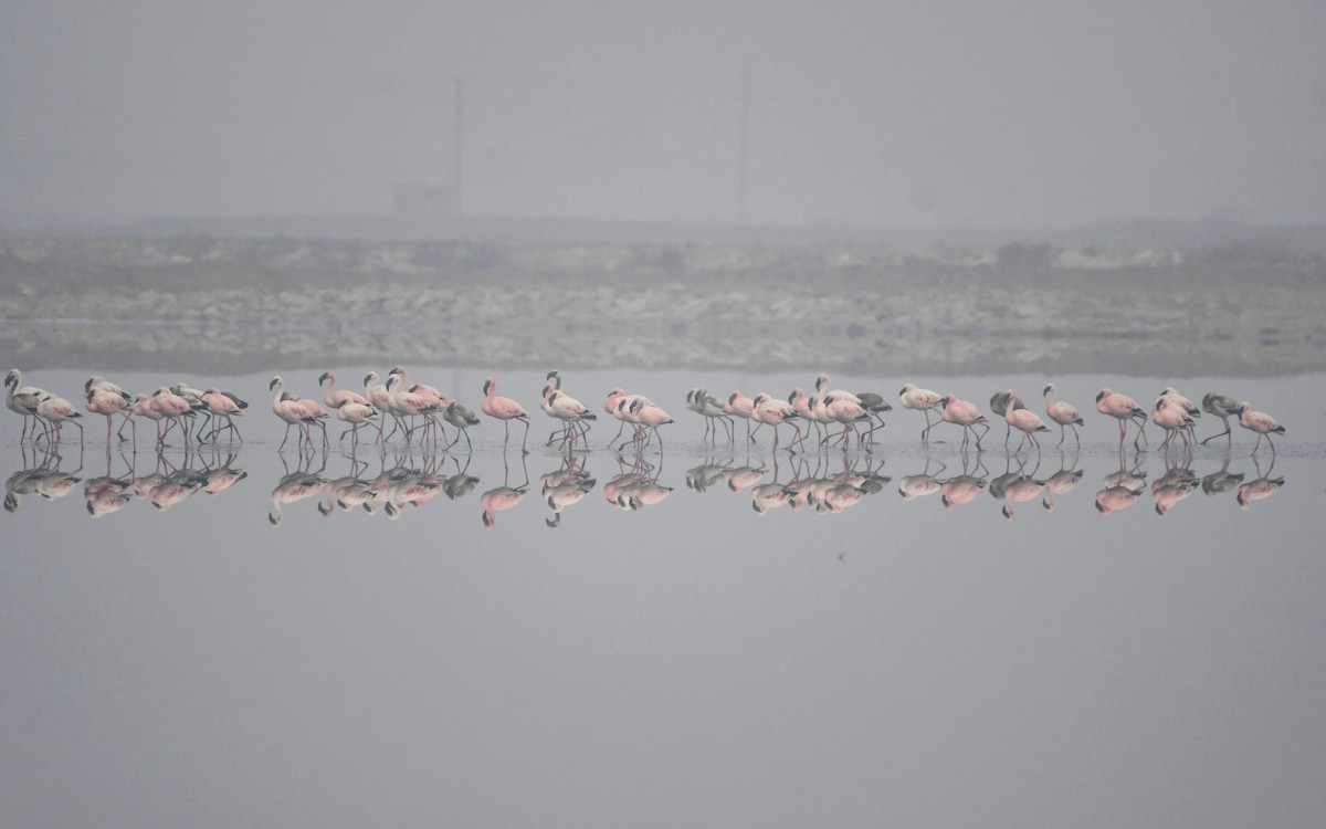Lesser Flamingo - ML613076114