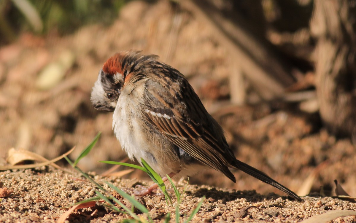 Rufous-collared Sparrow - ML613076178