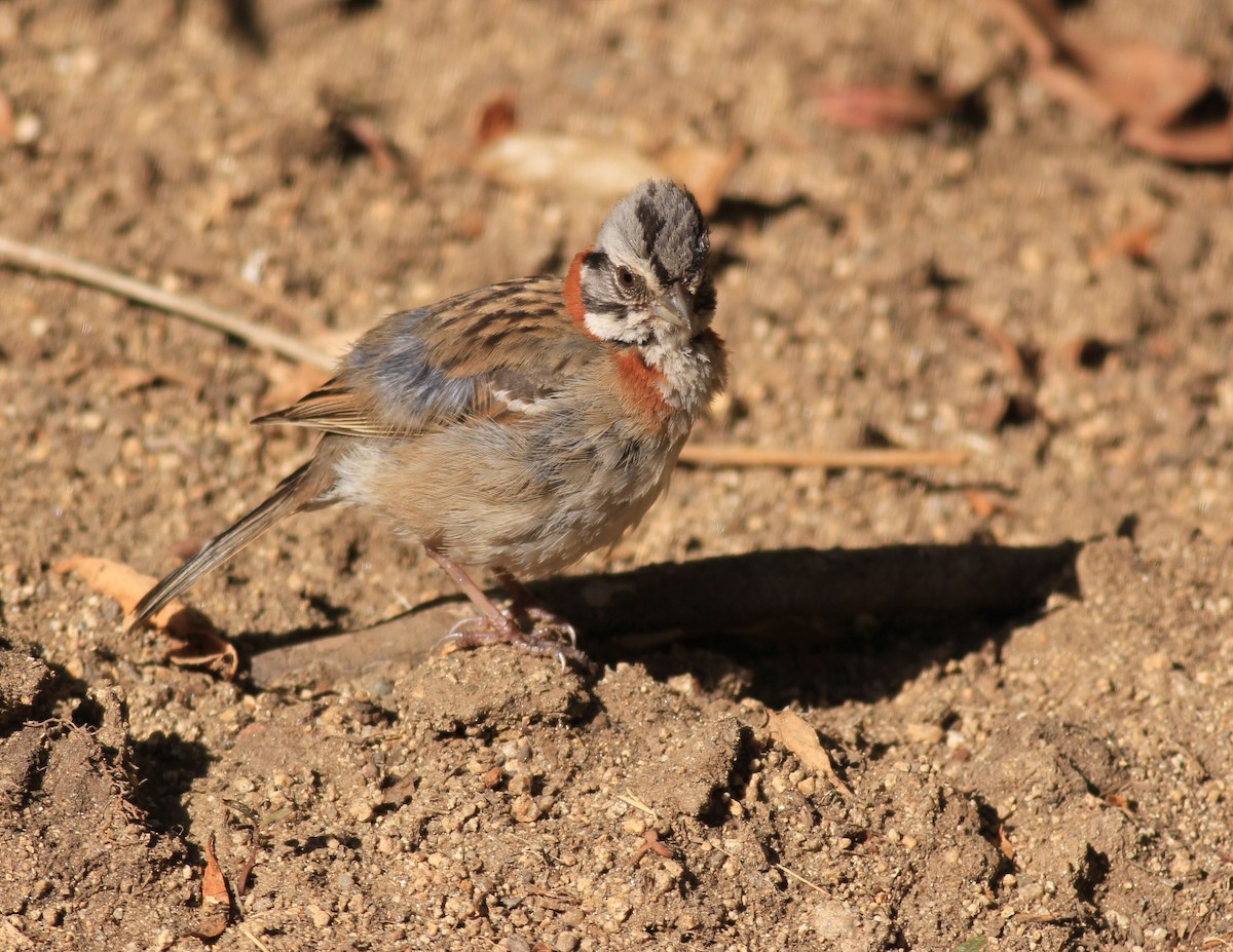 Rufous-collared Sparrow - ML613076179