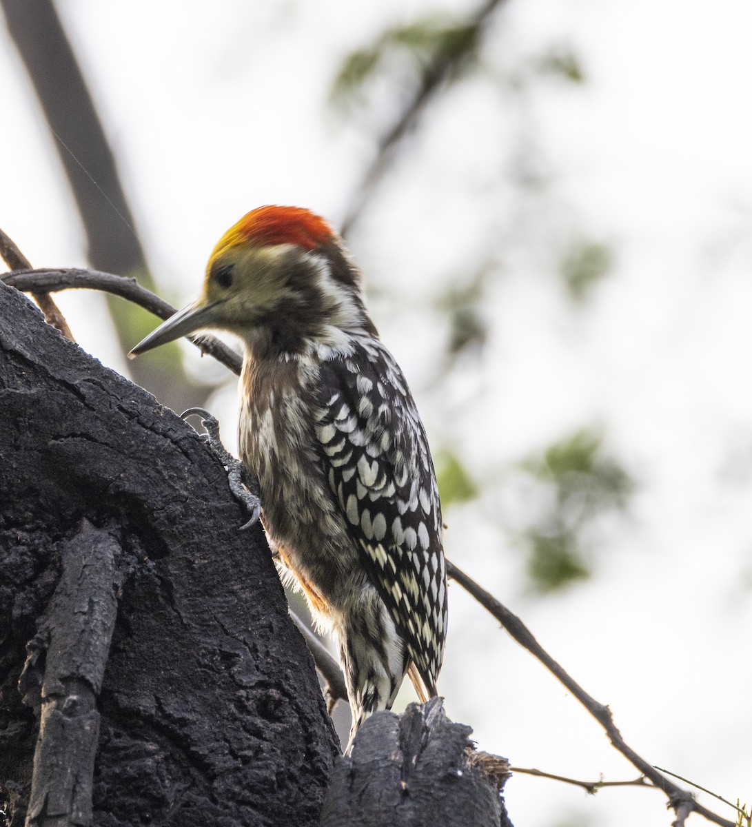Yellow-crowned Woodpecker - ML613076209
