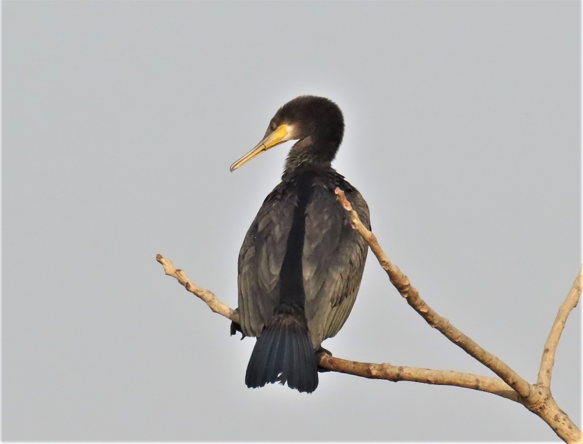 Indian Cormorant - ML613076380