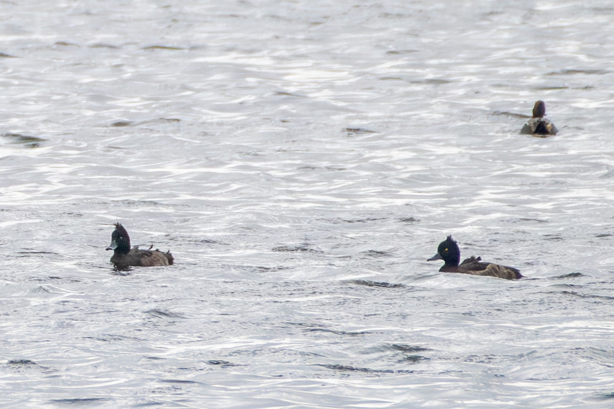 Tufted Duck - ML613076401