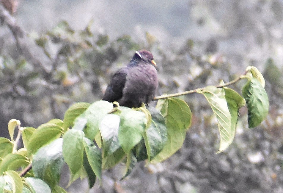 Band-tailed Pigeon - ML613076558
