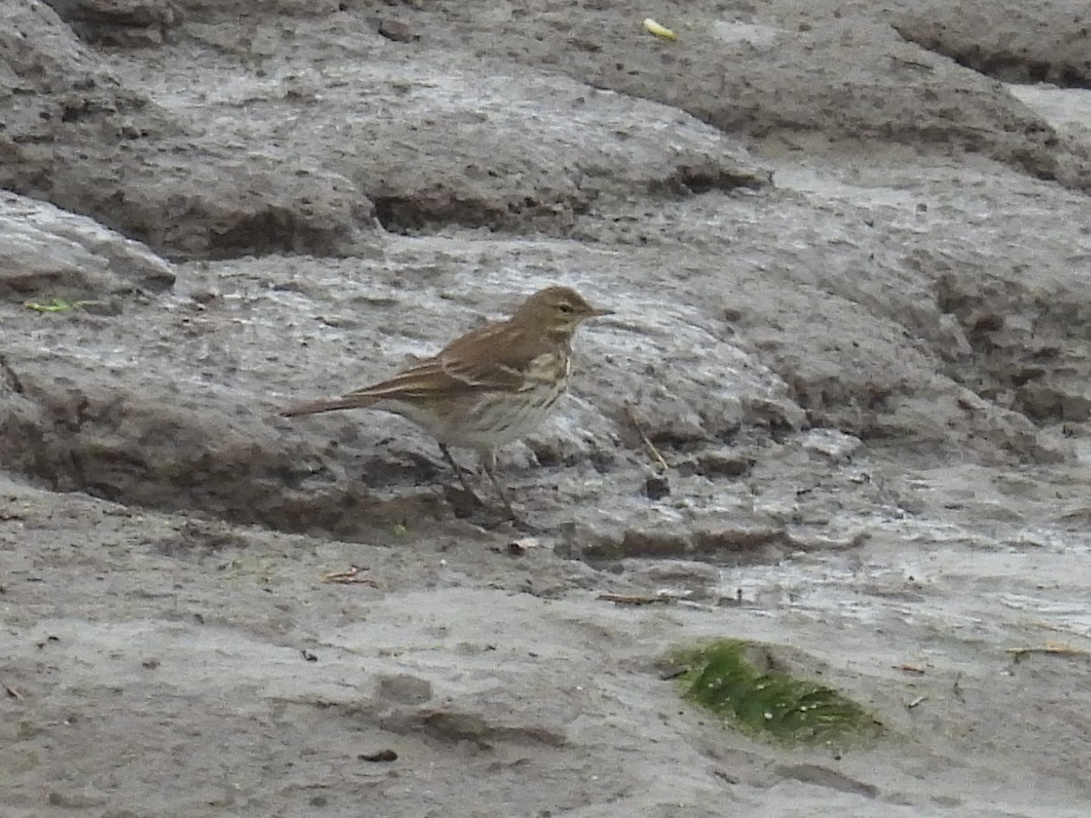 Water Pipit - ML613076644