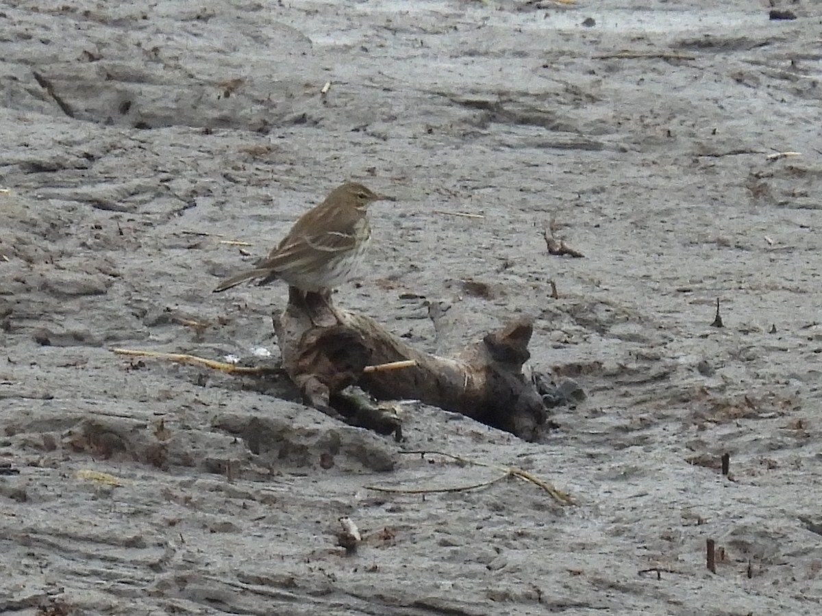 Water Pipit - ML613076645