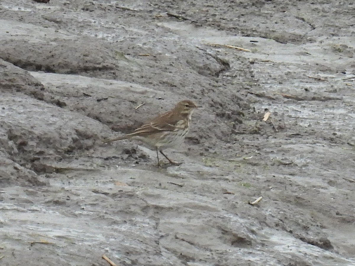 Water Pipit - ML613076646
