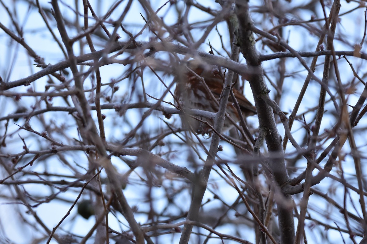 Fox Sparrow (Red) - ML613076737