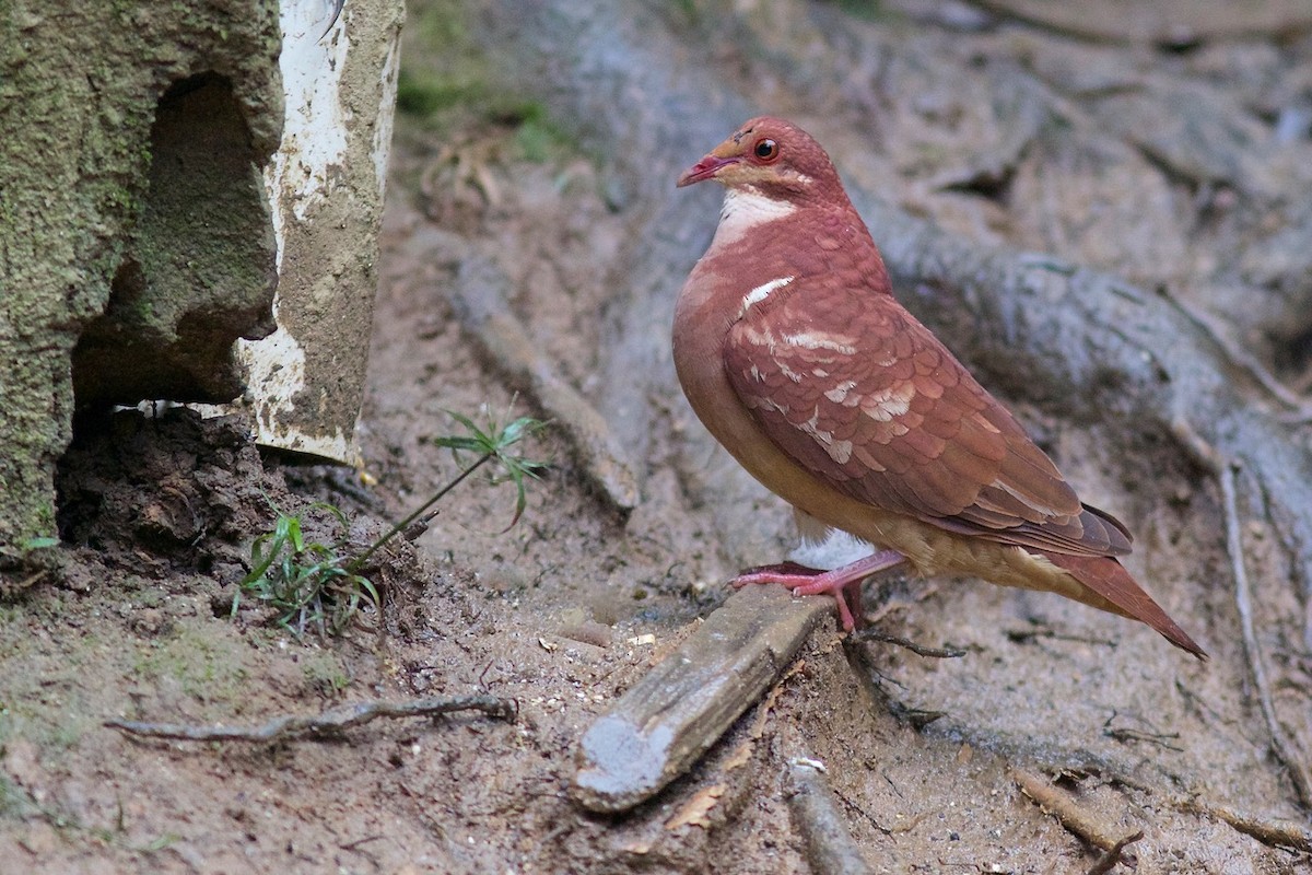 holub hnědočervený - ML61307681