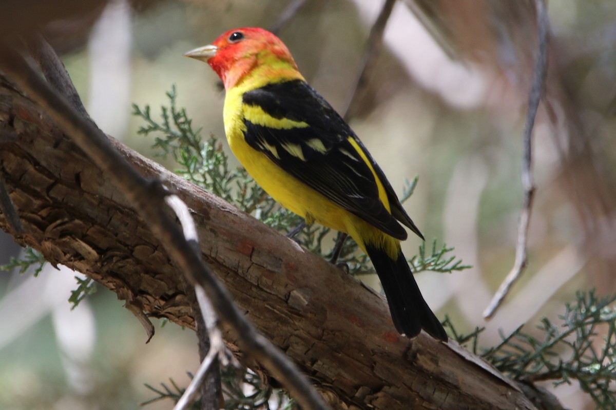 Western Tanager - ML613076829