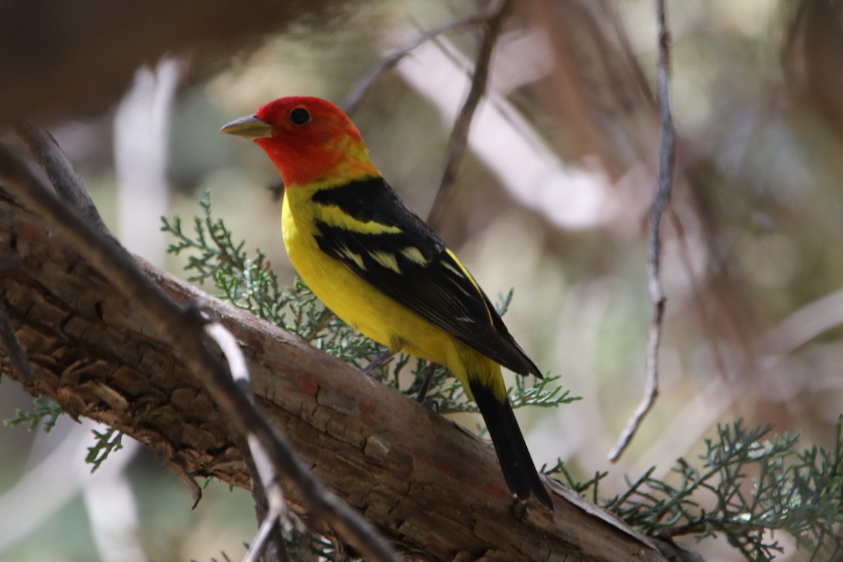 Western Tanager - ML613076830