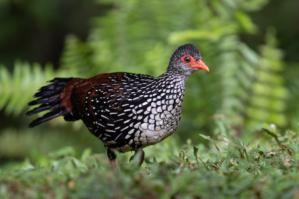Sri Lanka Spurfowl - Daniel Danckwerts (Rockjumper Birding Tours)