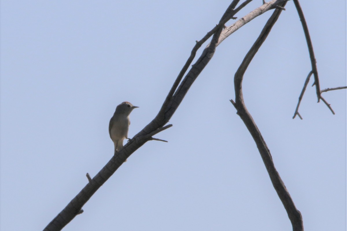 Lucy's Warbler - ML613076835