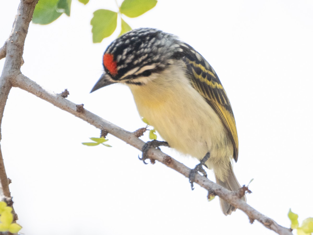 Red-fronted Tinkerbird - Gavin Ailes
