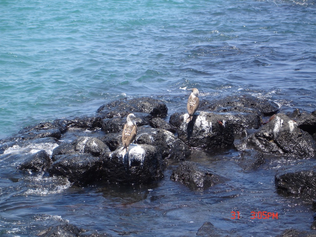 Blue-footed Booby - Anonymous