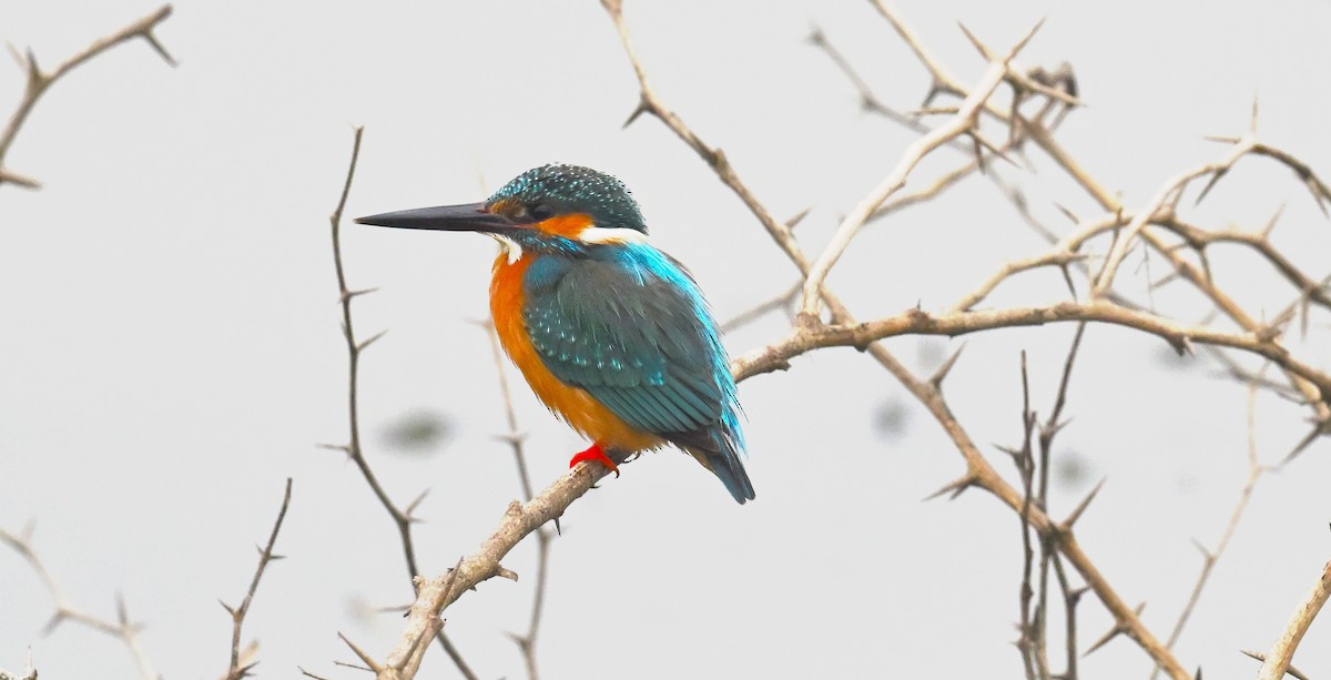 Common Kingfisher - ML613077595