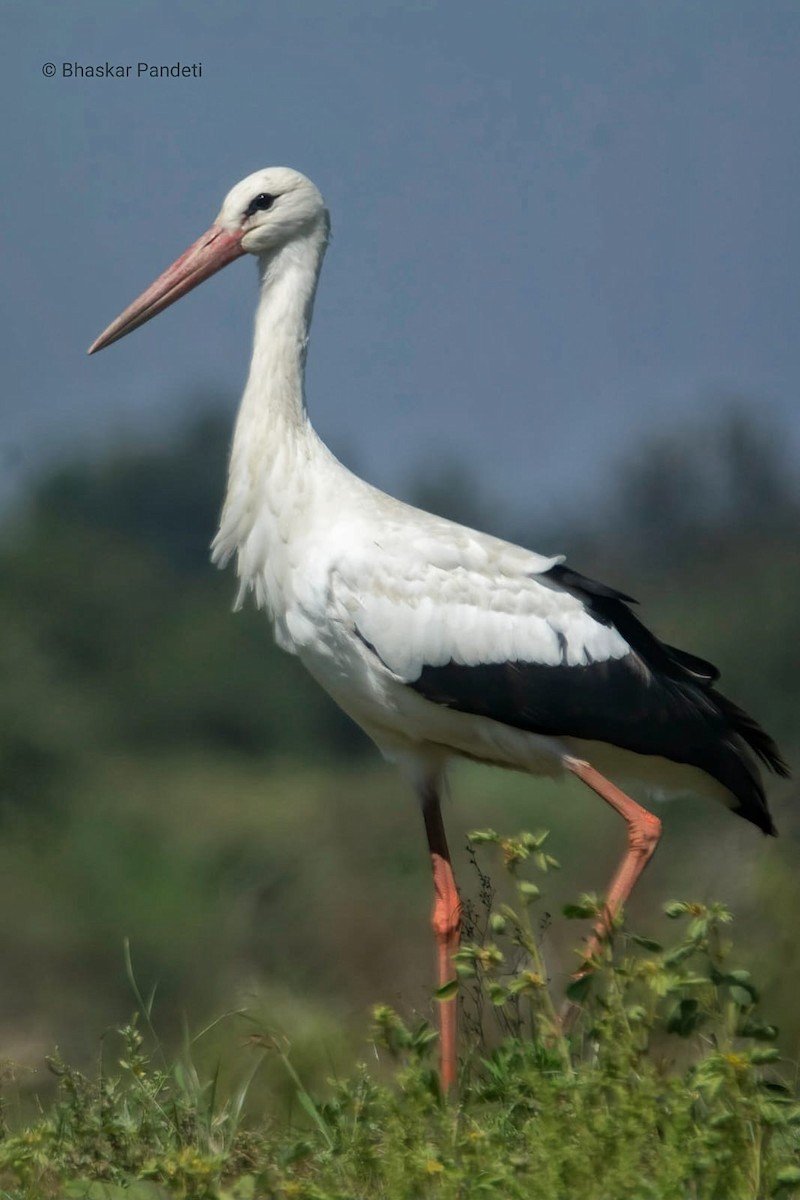 White Stork - ML613077744